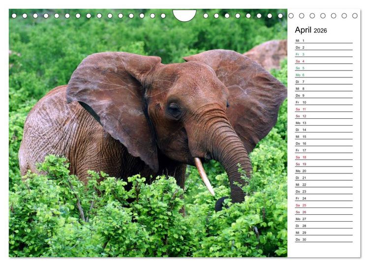 Produktbild: Elefanten . Wildlife in Kenia (Wandkalender 2026 DIN A4 quer), CALVENDO Monatskalender