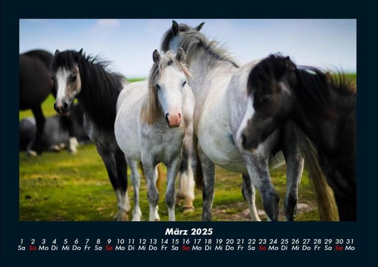 Produktbild: Der Tierkalender 2025 Fotokalender DIN A4