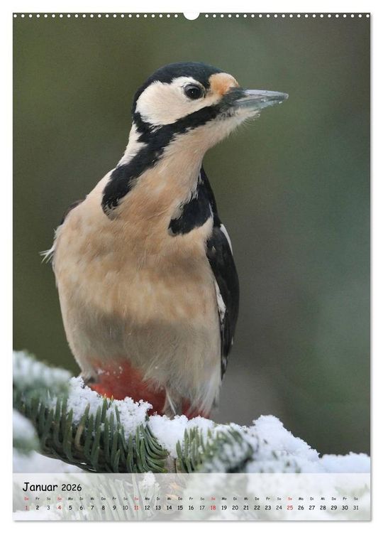 Produktbild: V&ouml;gel im heimischen Garten (hochwertiger Premium Wandkalender 2026 DIN A2 hoch), Kunstdruck in Hochglanz