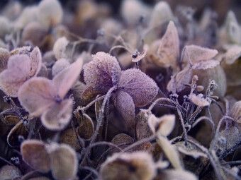 Produktbild: CALVENDO Puzzle Frost auf getrockneten Bl&uuml;ten | 1000 Teile Lege-Gr&ouml;&szlig;e 64x48cm Foto-Puzzle f&uuml;r gl&uuml;ckliche Stunden