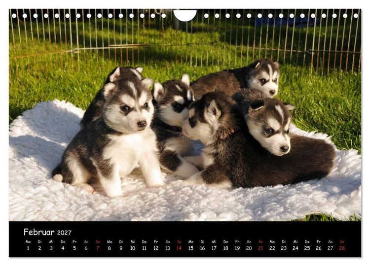 Produktbild: Huskys - Traumhunde (Wandkalender 2027 DIN A4 quer), CALVENDO Monatskalender