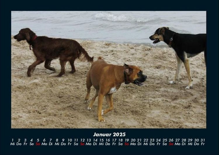 Produktbild: Der Hundekalender 2025 Fotokalender DIN A4