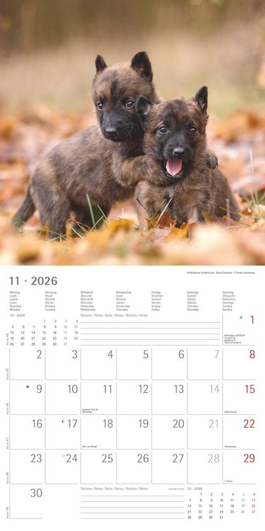 Produktbild: Welpen 2026 - Broschürenkalender 30x30 cm (30x60 geöffnet) - Kalender mit Platz für Notizen - Puppies - Hundekalender - Bildkalender - Wandkalender