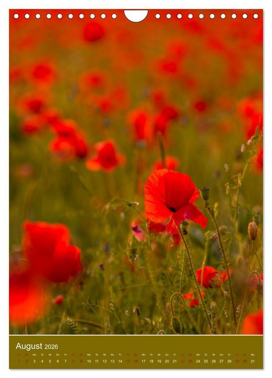 Produktbild: Mohnblumen - kraftvoll und zart (Wandkalender 2026 DIN A4 hoch), CALVENDO Monatskalender