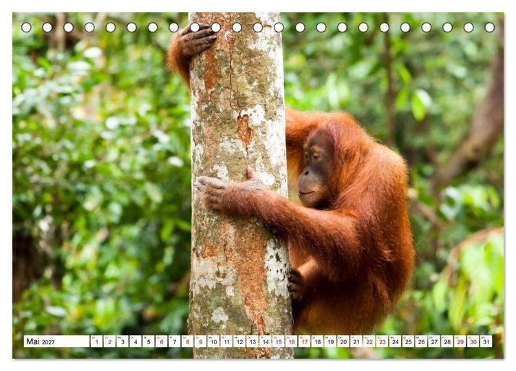 Produktbild: Orang-Utans - Menschen des Regenwaldes (Tischkalender 2027 DIN A5 quer), CALVENDO Monatskalender
