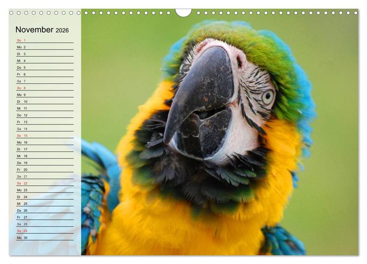Produktbild: Papageien. Bunt, laut und klug (Wandkalender 2026 DIN A3 quer), CALVENDO Monatskalender