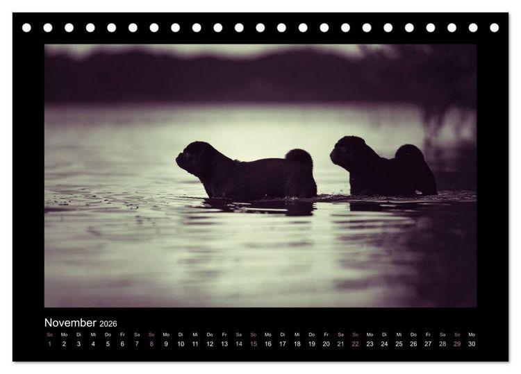 Produktbild: Der Feldfurchen-Mops (Tischkalender 2026 DIN A5 quer), CALVENDO Monatskalender
