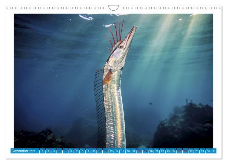 Produktbild: Knochen - und Mondfische (Wandkalender 2027 DIN A3 quer), CALVENDO Monatskalender