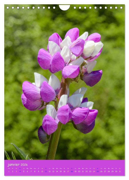 Produktbild: Promenade florale (Calendrier mural 2026 DIN A4 horizontal), CALVENDO calendrier mensuel