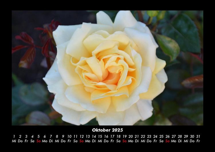 Produktbild: Rosentraum 2025 Fotokalender DIN A3