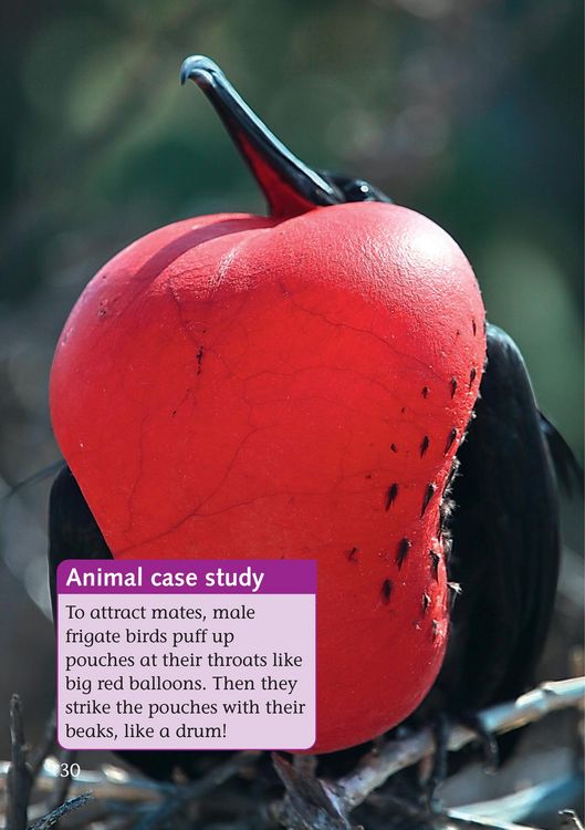 Produktbild: BIG CAT_COMMUNICATE IN COLOUR