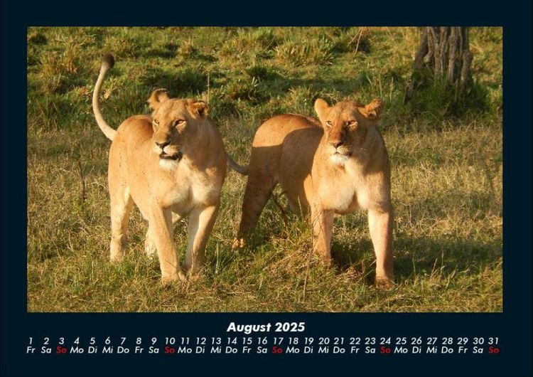 Produktbild: Tiere in der Wildnis 2025 Fotokalender DIN A4