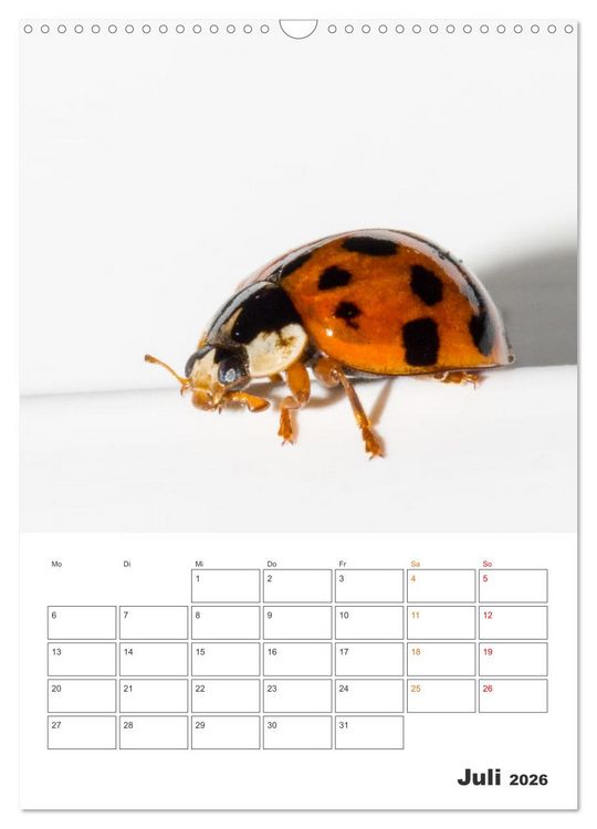 Produktbild: Kleines Gl&uuml;ck ganz gro&szlig;: Marienk&auml;fer! (Wandkalender 2026 DIN A3 hoch), CALVENDO Monatskalender