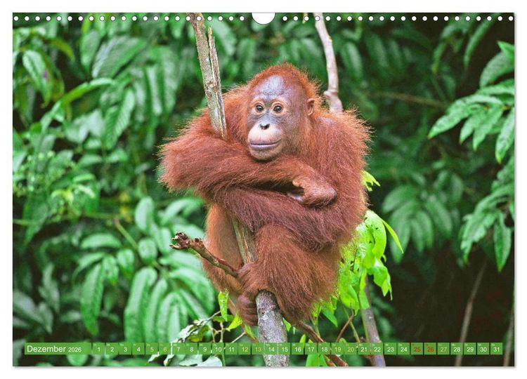 Produktbild: Leben im Dschungel: Der Regenwald ist ein Paradies f&uuml;r Tiere (Wandkalender 2026 DIN A3 quer), CALVENDO Monatskalender