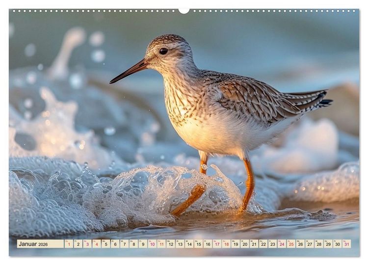 Produktbild: Strandl&auml;ufer - immer flink unterwegs (Wandkalender 2026 DIN A2 quer), CALVENDO Monatskalender