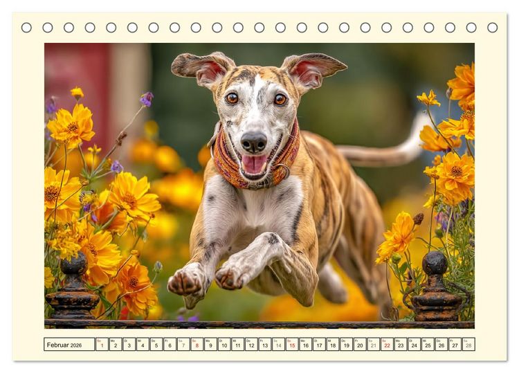 Produktbild: Whippet Wunder. Grazile Hunde mit sanfter Kraft und feiner Seele (Tischkalender 2026 DIN A5 quer), CALVENDO Monatskalender
