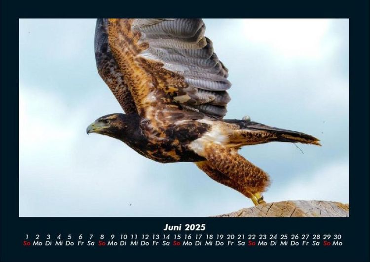 Produktbild: Vogelparadies 2025 Fotokalender DIN A4