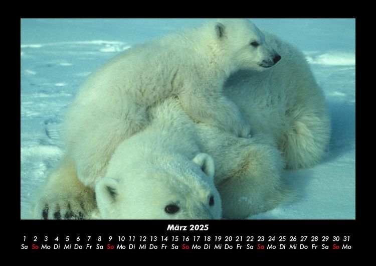 Produktbild: Pinguine & Eisb&auml;ren 2025 Fotokalender DIN A3