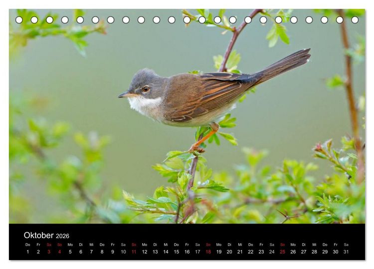 Produktbild: V&ouml;gel (Tischkalender 2026 DIN A5 quer), CALVENDO Monatskalender