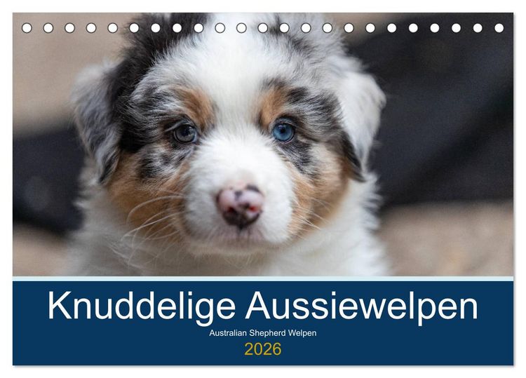 Produktbild: Australian Shepherd Welpen 2026 (Tischkalender 2026 DIN A5 quer), CALVENDO Monatskalender