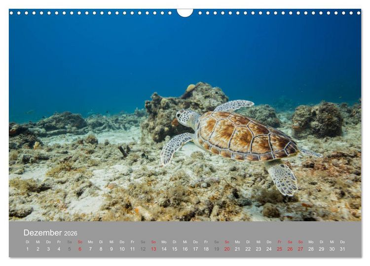 Produktbild: Meeresschildkr&ouml;ten der Karibik (Wandkalender 2026 DIN A3 quer), CALVENDO Monatskalender