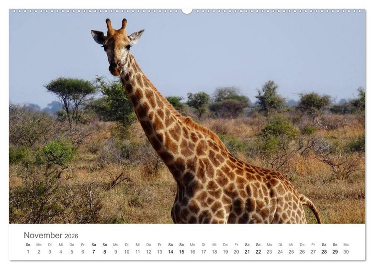 Produktbild: Afrika - Tiere im Kr&uuml;ger Nationalpark (hochwertiger Premium Wandkalender 2026 DIN A2 quer), Kunstdruck in Hochglanz
