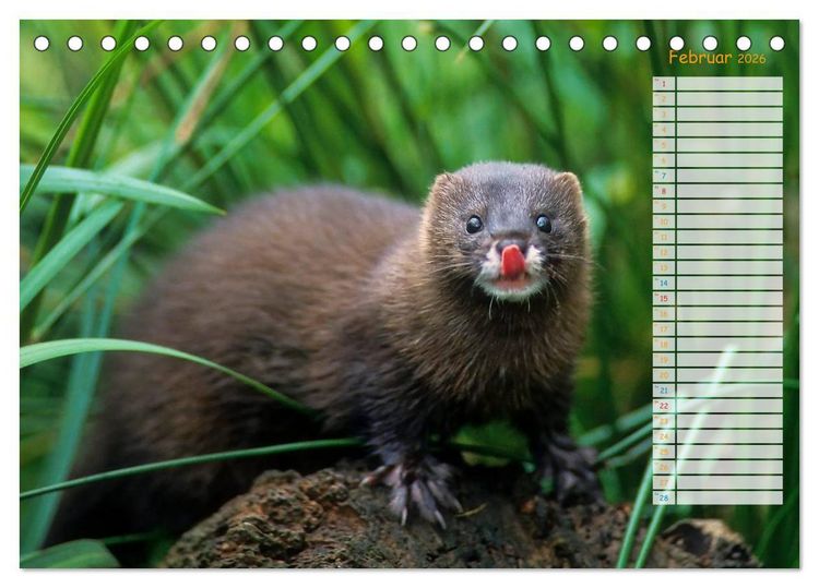 Produktbild: Tiere des Waldes (Tischkalender 2026 DIN A5 quer), CALVENDO Monatskalender