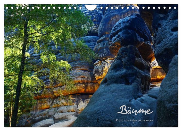 Produktbild: B&auml;ume (Wandkalender 2026 DIN A4 quer), CALVENDO Monatskalender