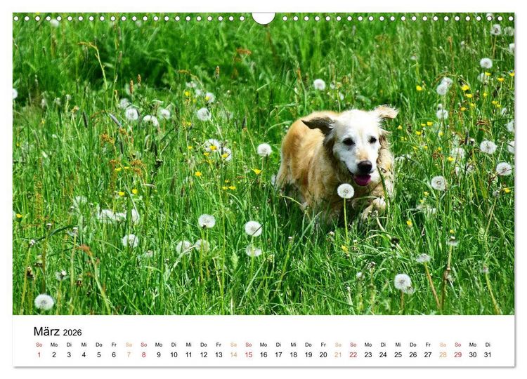Produktbild: Eine treue Hundeseele - Golden Retriever (Wandkalender 2026 DIN A3 quer), CALVENDO Monatskalender