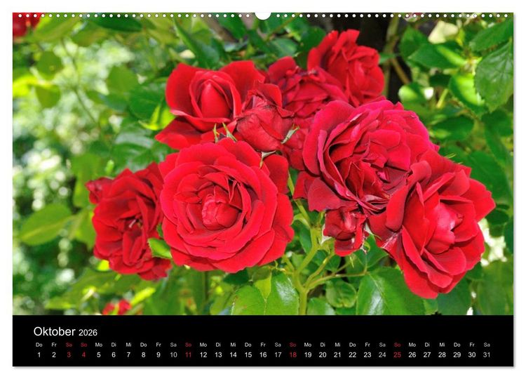 Produktbild: Baden bei Wien - Rosarium (hochwertiger Premium Wandkalender 2026 DIN A2 quer), Kunstdruck in Hochglanz