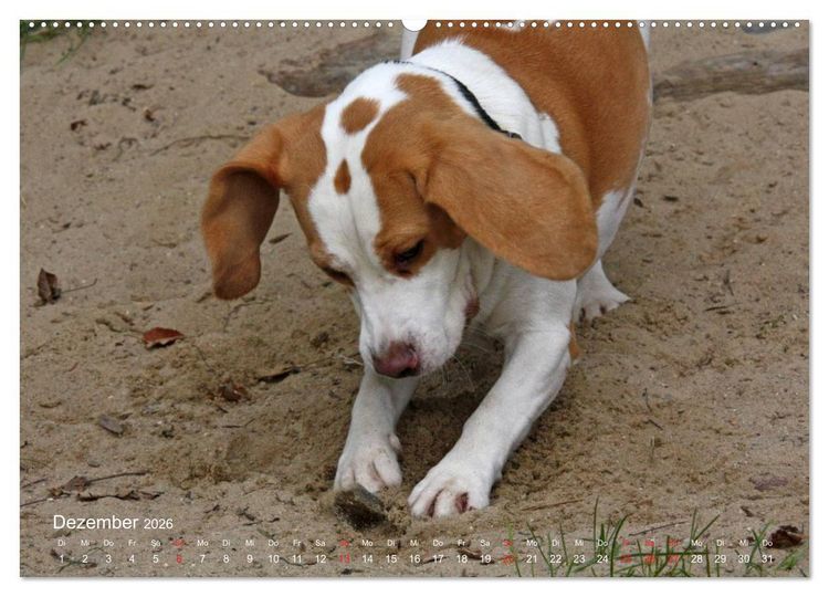 Produktbild: Beagle (hochwertiger Premium Wandkalender 2026 DIN A2 quer), Kunstdruck in Hochglanz