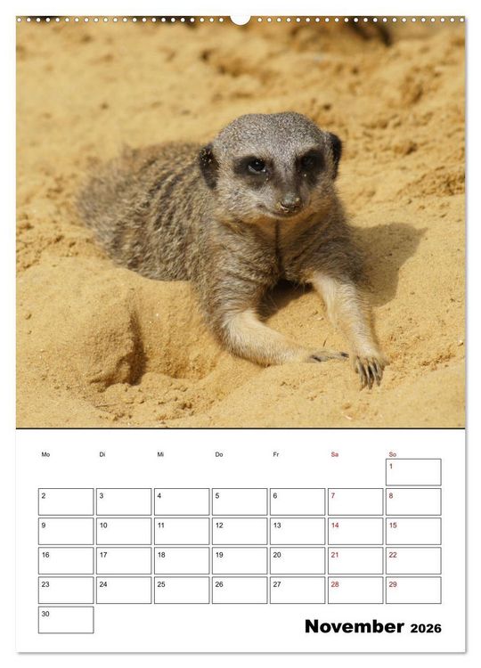 Produktbild: Niedliche Erdm&auml;nnchen (Wandkalender 2026 DIN A2 hoch), CALVENDO Monatskalender