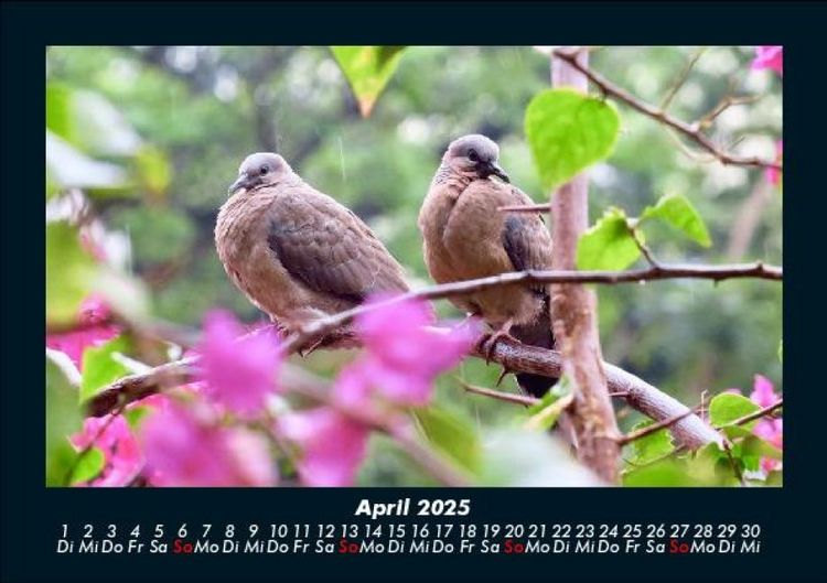 Produktbild: Vogelparadies 2025 Fotokalender DIN A5