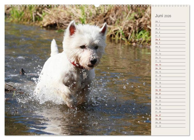 Produktbild: West Highland White Terrier - Selbstbewustes Powerpaket - der Westie (hochwertiger Premium Wandkalender 2026 DIN A2 quer), Kunstdruck in Hochglanz