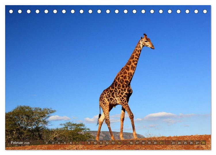 Produktbild: Giraffen - Sanftheit und Anmut (Tischkalender 2026 DIN A5 quer), CALVENDO Monatskalender