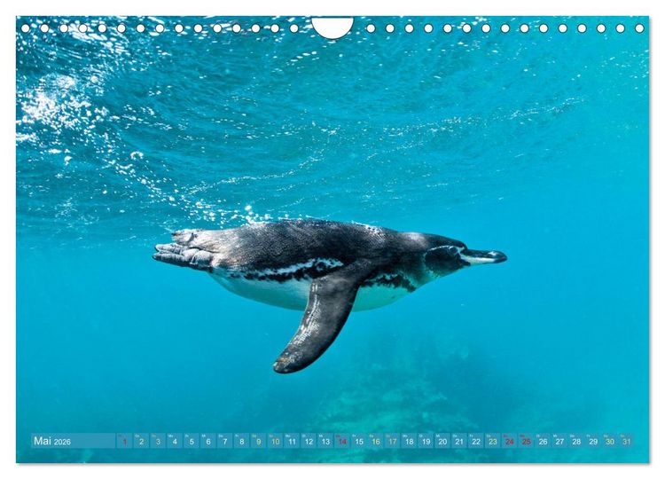 Produktbild: Pinguine: Gehupft wie gesprungen (Wandkalender 2026 DIN A4 quer), CALVENDO Monatskalender
