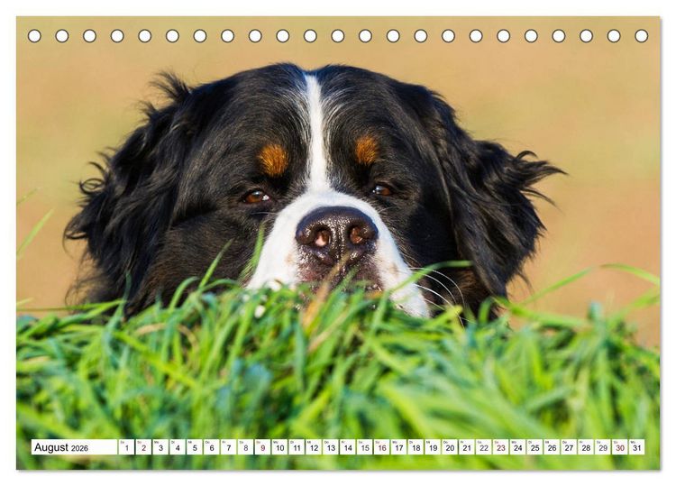 Produktbild: Faszinierende Sch&ouml;nheit Berner Sennenhund (Tischkalender 2026 DIN A5 quer), CALVENDO Monatskalender