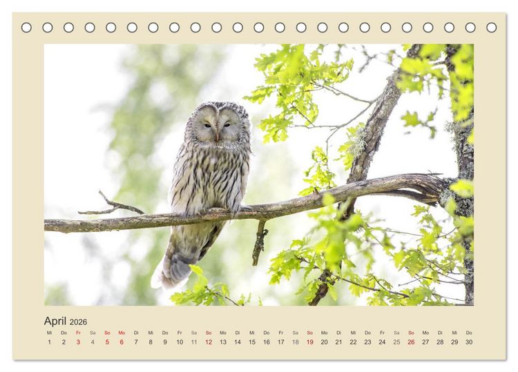 Produktbild: Tiere im Wald. Bezaubernde Begegnungen (Tischkalender 2026 DIN A5 quer), CALVENDO Monatskalender