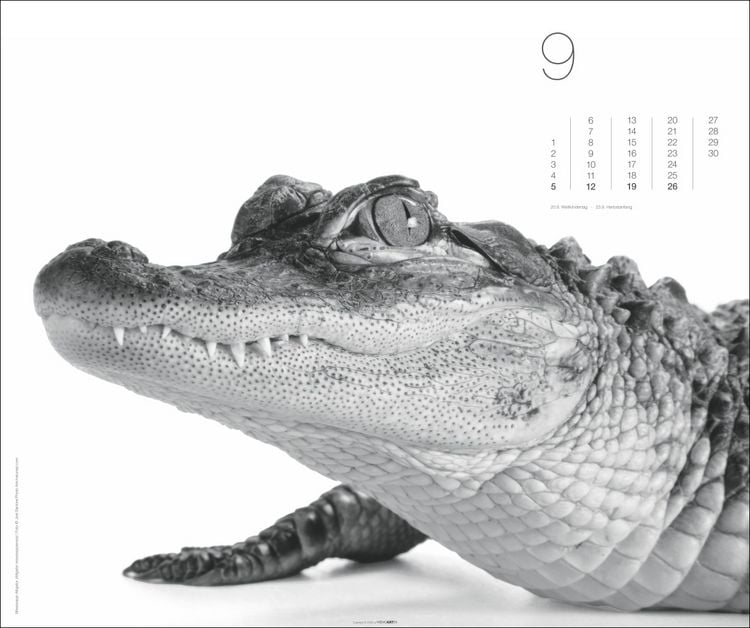 Produktbild: Black & White Animals 2027