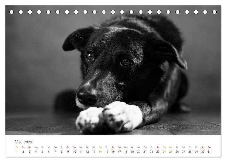 Produktbild: Hundeportraits Fine Art (Tischkalender 2026 DIN A5 quer), CALVENDO Monatskalender