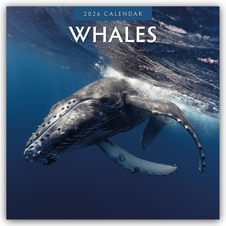 Produktbild: Whales – Wale 2026 – 16-Monatskalender