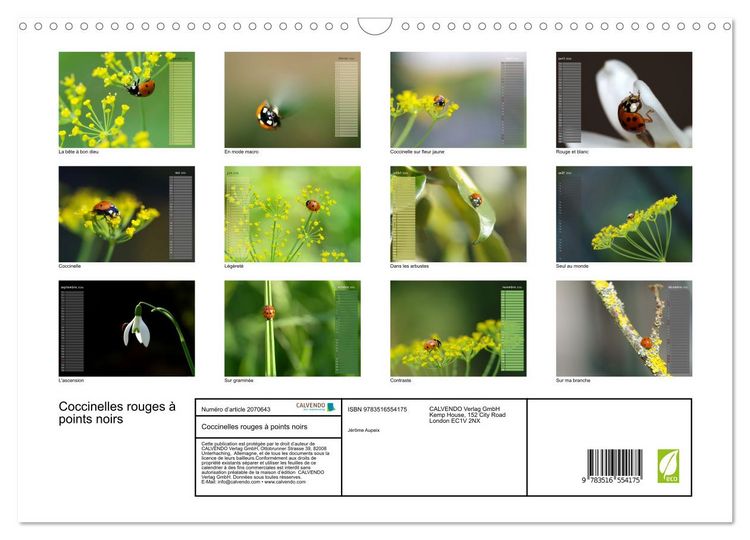 Produktbild: Coccinelles rouges &agrave; points noirs (Calendrier mural 2026 DIN A3 vertical), CALVENDO calendrier mensuel