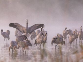 Produktbild: CALVENDO Puzzle Ein Motiv aus dem Kalender Kraniche am Schlafplatz - im Naturparadies der Mecklenburgischen Seenplatte | 1000 Teile Lege-Gr&ouml;&szlig;e 64x48cm Foto-Puzzle f&uuml;r gl&uuml;ckliche Stunden