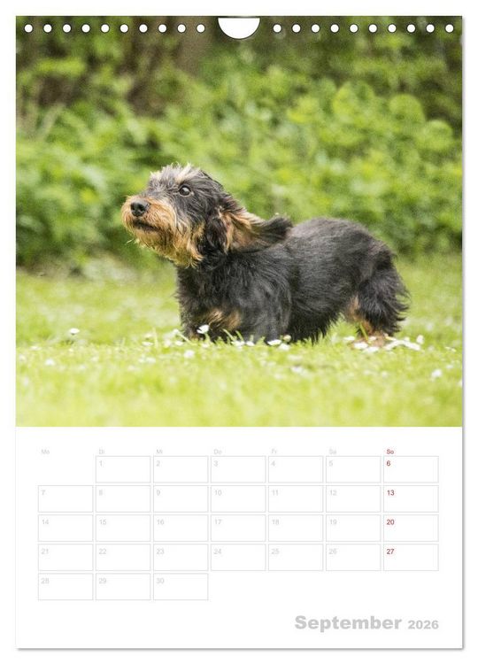 Produktbild: Der Dackel - mein kleiner Freund (Wandkalender 2026 DIN A4 hoch), CALVENDO Monatskalender