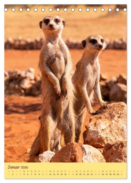Produktbild: Erdm&auml;nnchen - Eine Kolonie in der Kalahari (Tischkalender 2026 DIN A5 hoch), CALVENDO Monatskalender