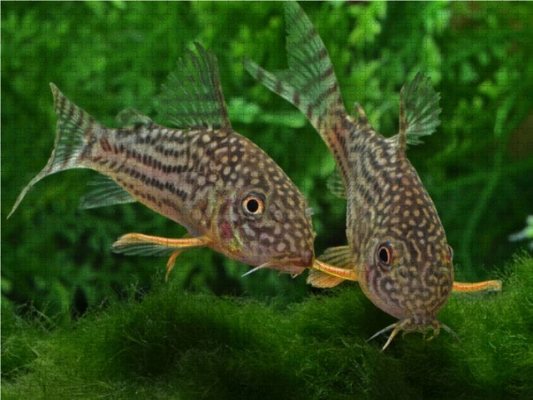 Produktbild: CALVENDO Puzzle Corydoras sterbai - Gelbflossen Panzerwels | 1000 Teile Lege-Gr&ouml;&szlig;e 64x48cm Foto-Puzzle f&uuml;r gl&uuml;ckliche Stunden