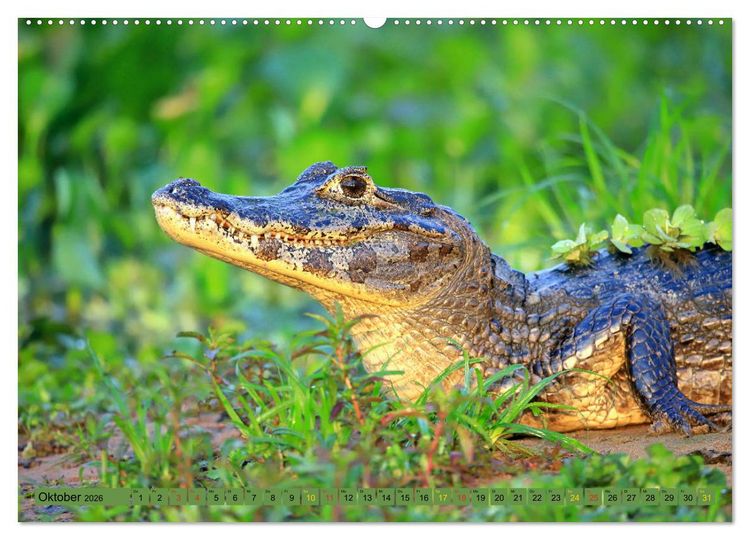 Produktbild: Krokodile in der Wildnis (Wandkalender 2026 DIN A2 quer), CALVENDO Monatskalender