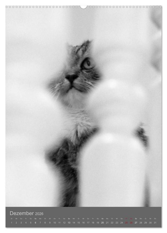 Produktbild: Sonja Heller Katzen in SW-Portraits (Wandkalender 2026 DIN A2 hoch), CALVENDO Monatskalender