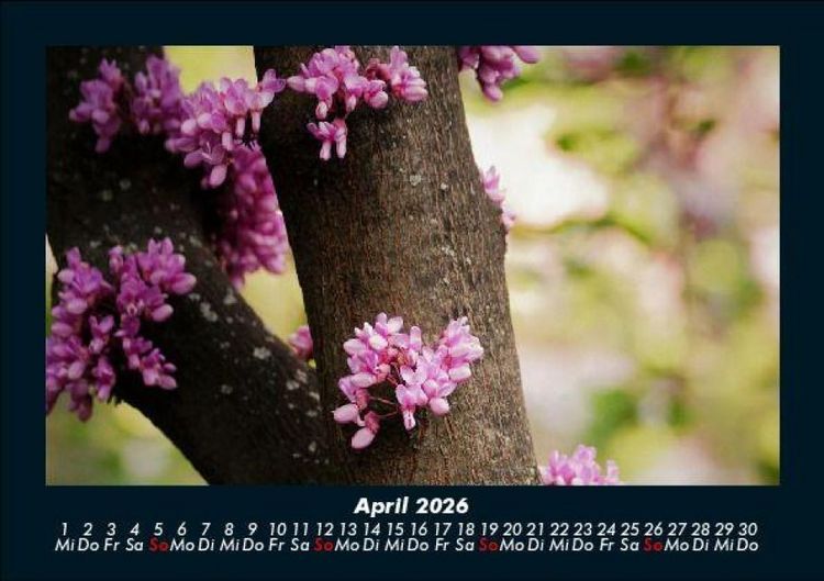 Produktbild: Blumentr&auml;ume 2026 Fotokalender DIN A5