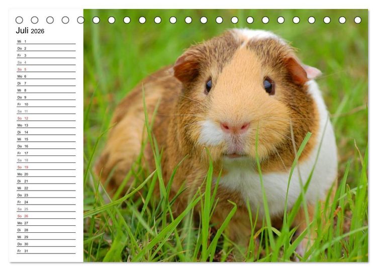 Produktbild: Meerschweinchen Niedliche Herzensbrecher (Tischkalender 2026 DIN A5 quer), CALVENDO Monatskalender